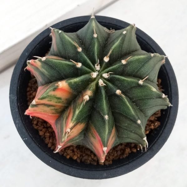 Amazon｜ギムノカリキウム：ミハノビッチ LB錦 2.5号鉢植え[サボテン